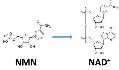 從生物學角度看NMN:為何能延緩衰老和提高免疫力？