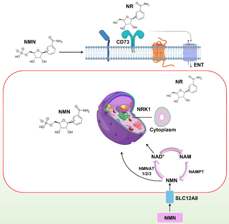 細(xì)胞中NMN吸收的圖形表示