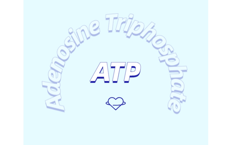 ATP 補充劑有什么作用？